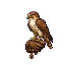 Falcon