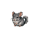 Chinchilla